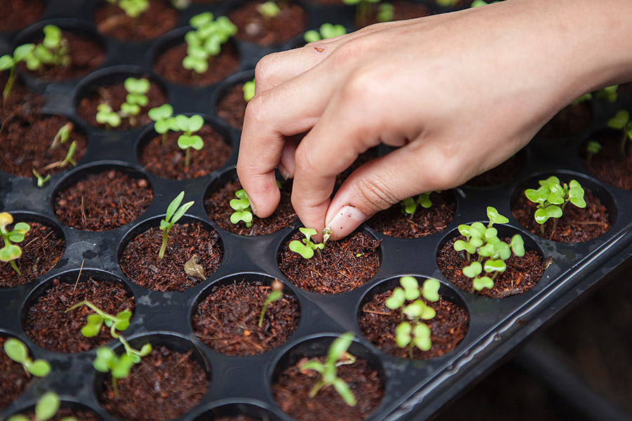 Plantas y Plantines